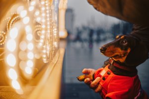 5 Essential Tips To Walking Your Dog At Night - gentledogtrainers.com.au