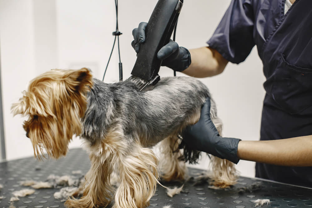 Yorkshire terrier getting groomed