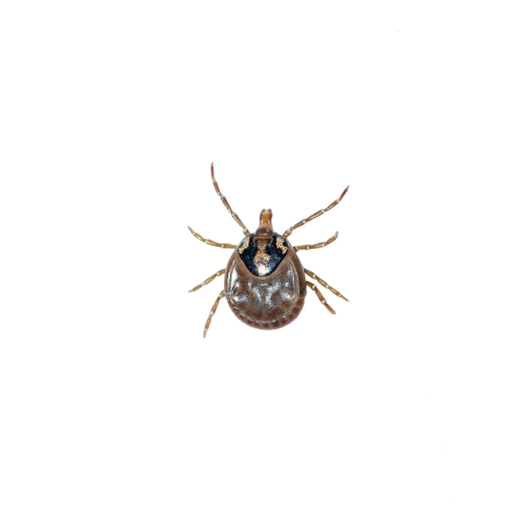 dog tick