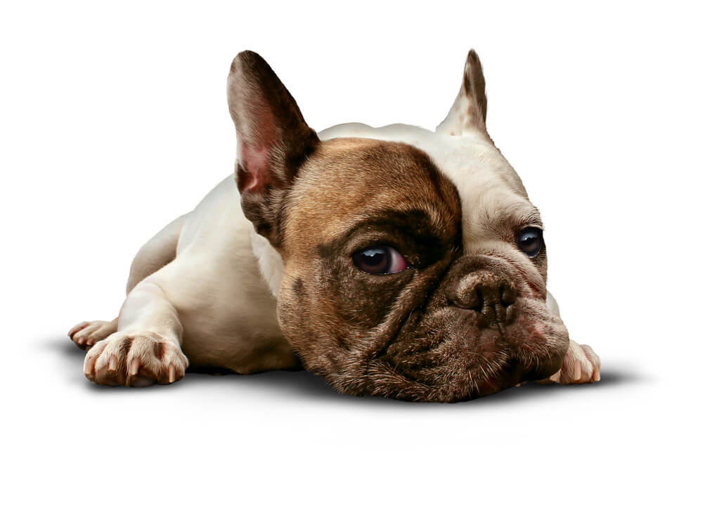 Sick French Bulldog