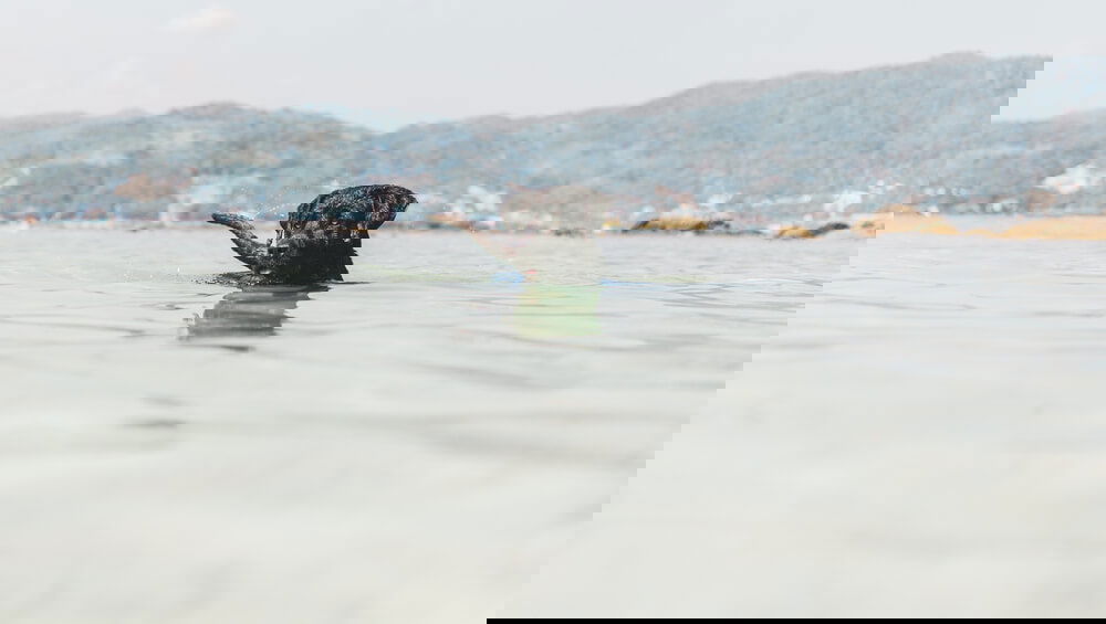 Black dog swimming in clear blue water in Paradise beach, Phuket Black Labrador swimming