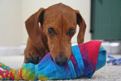 Homemade Crinkly Dog Toy
