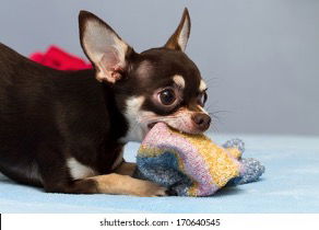Frozen Sock