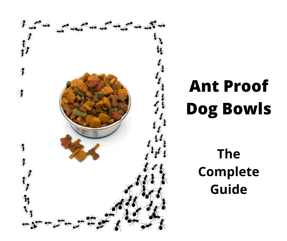 ant proof dog bowl