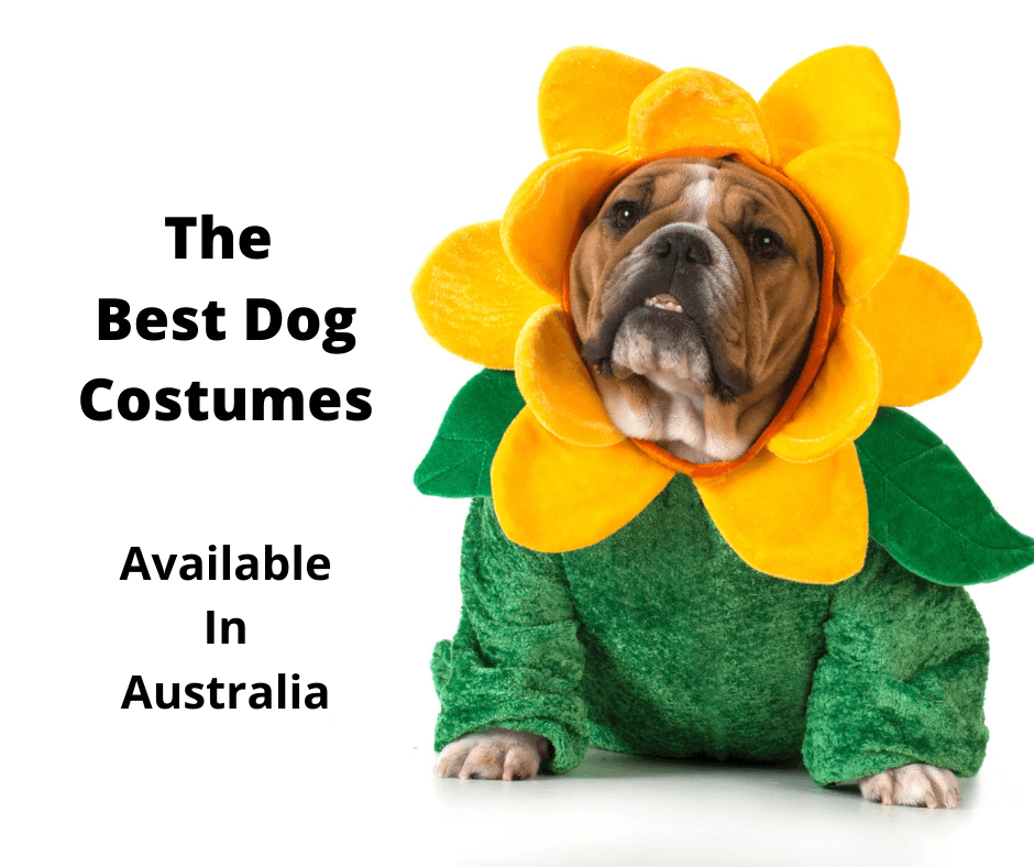 bulldog wearing a sunflower dog costume