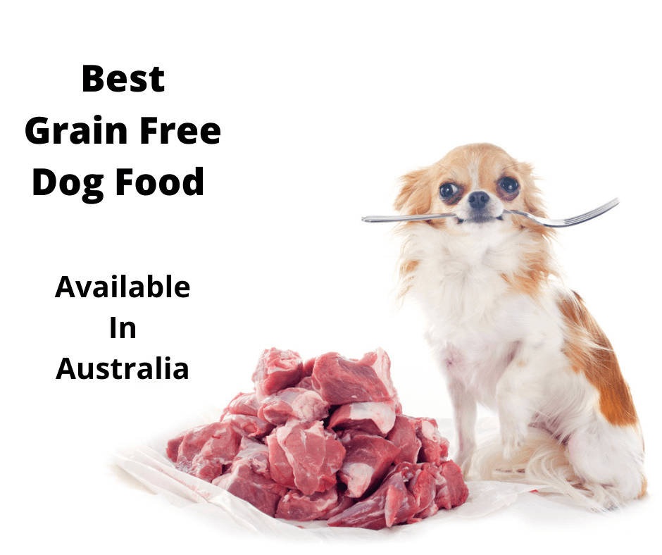 Chihuahua eating grain free dog food