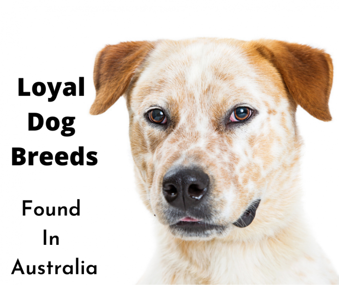 which dog breed is most loyal