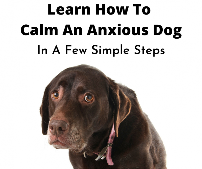 Anxious Brown Labrador