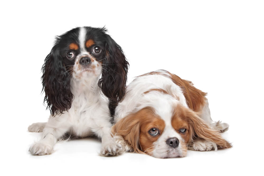 Two Cavalier King Charles Spaniel dogs resting