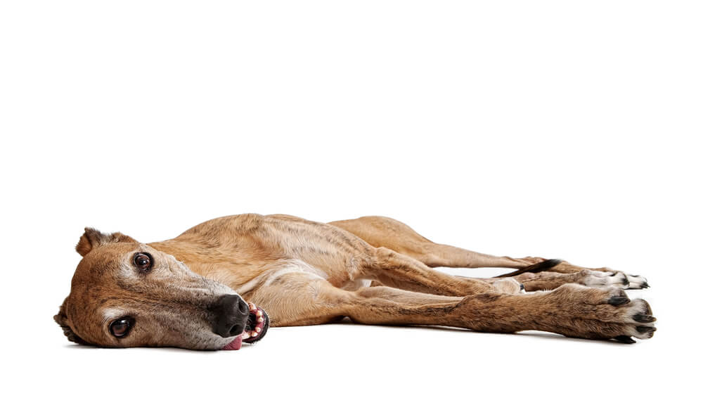 Greyhound Dog Laying Down