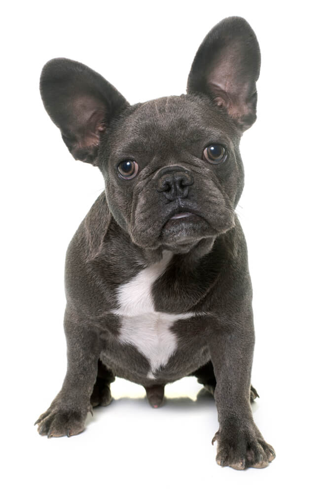 Loyal French Bulldog