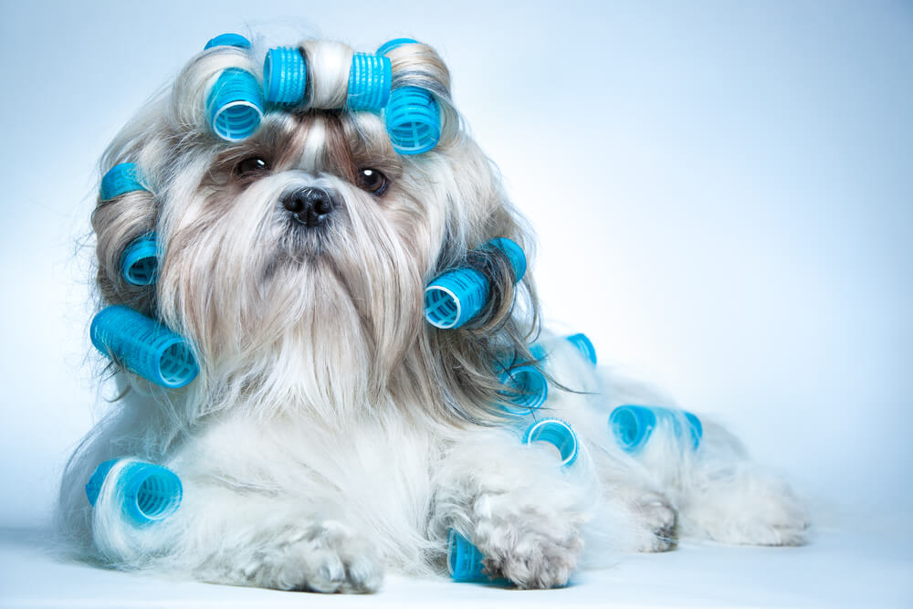 Shih Tzu in the middle of being groomed