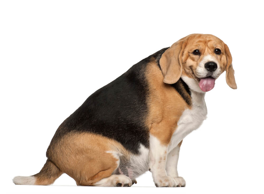 best dog food for overweight beagles