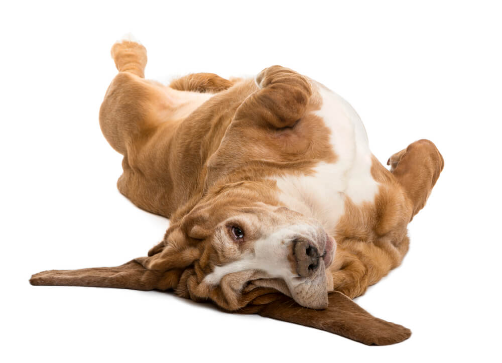 Basset Hound lying on its back