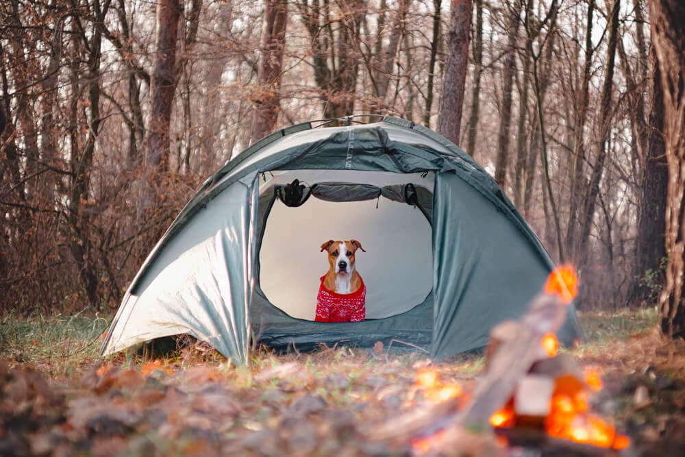 Funny Dog Camping