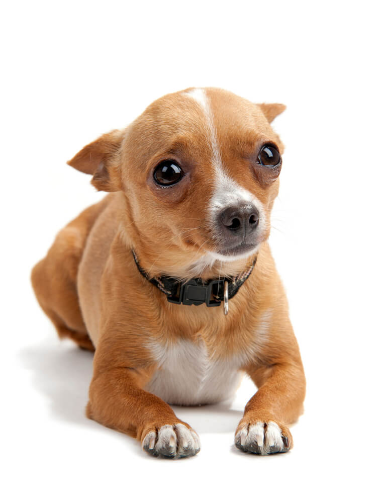 Anxious Chihuahua