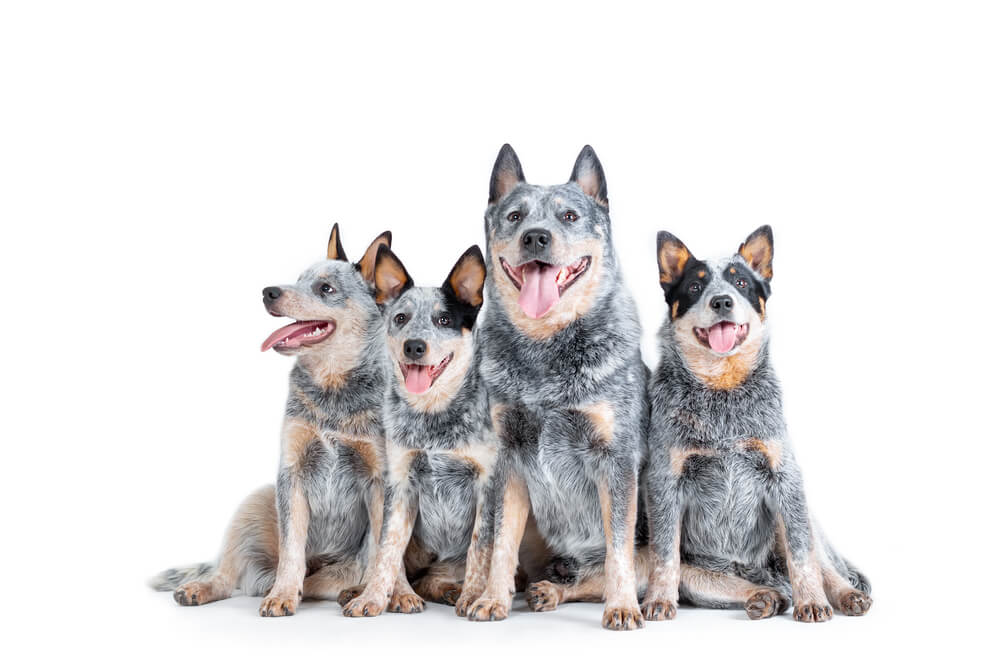 Loyal Blue Heeler