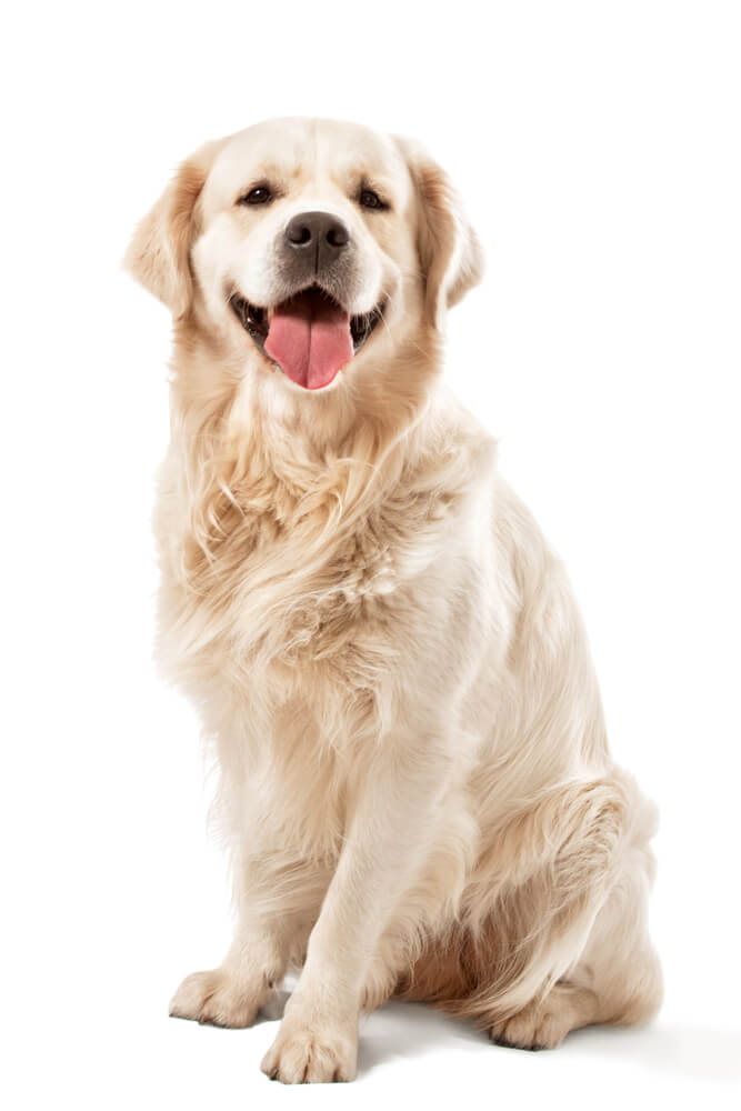 Loyal Golden Retriever