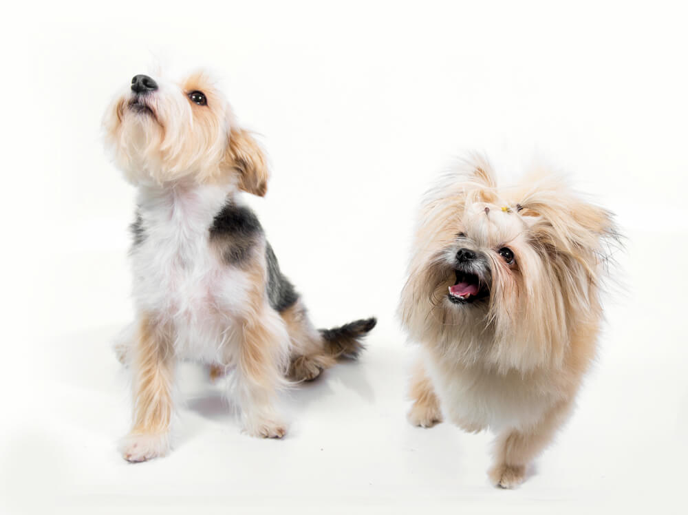 Two small dogs barking