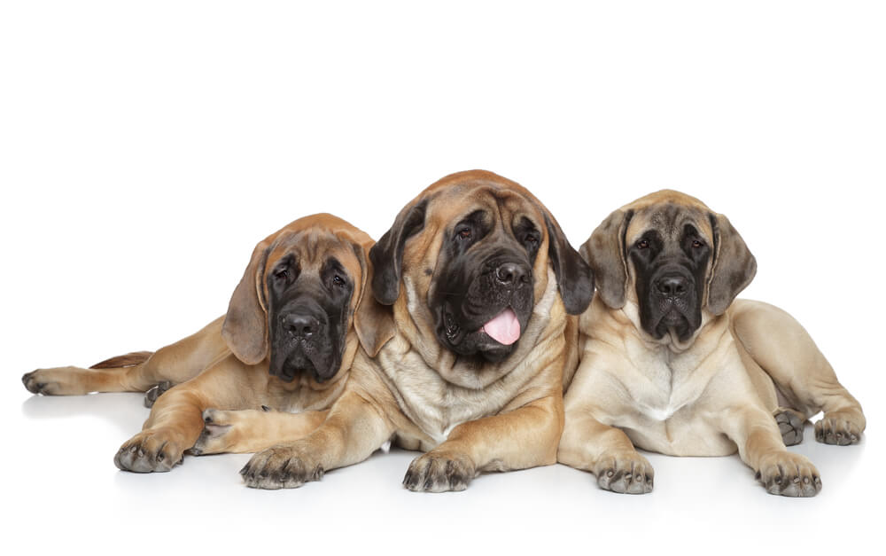 English Mastiff dogs having a rest