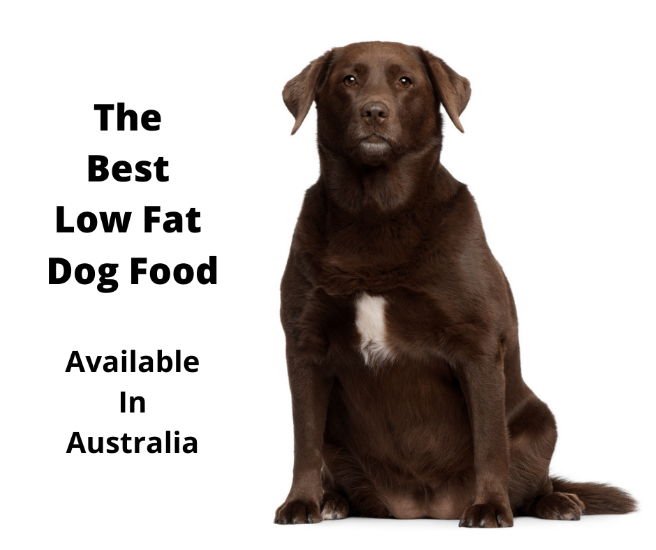 Overweight Labrador