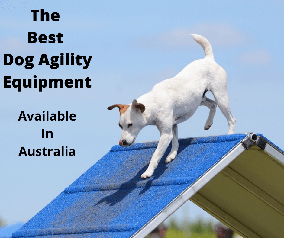 Jack Russell using dog agility equipment