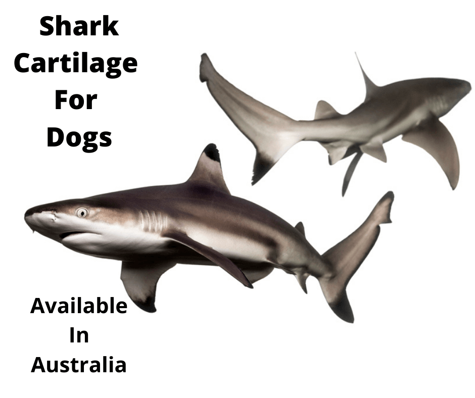 Shark cartilage and dogs