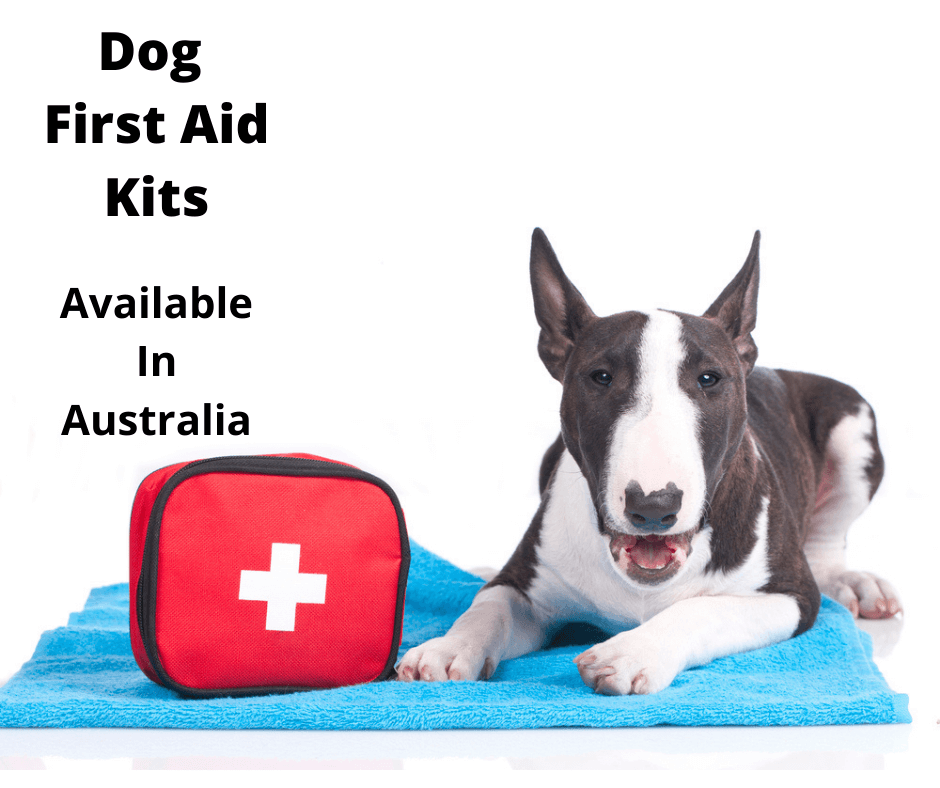 Bull Terrier with a dog first aid kit