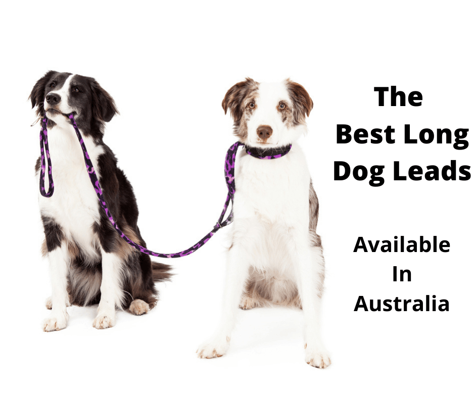 border collies with a long dog lead