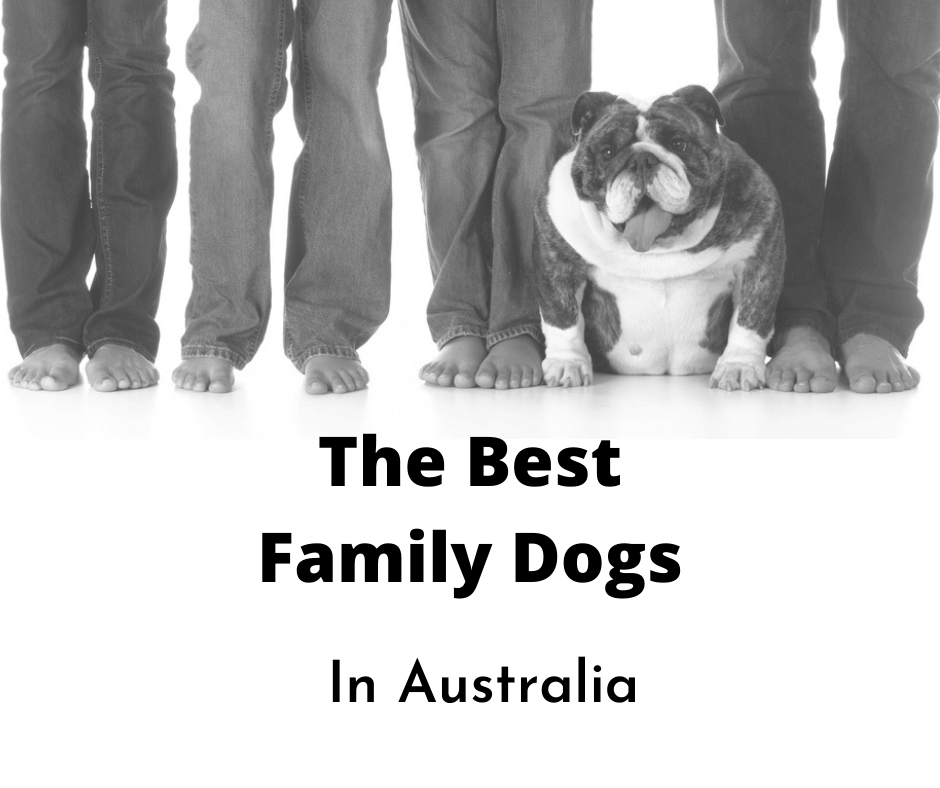 Family of four with their dog