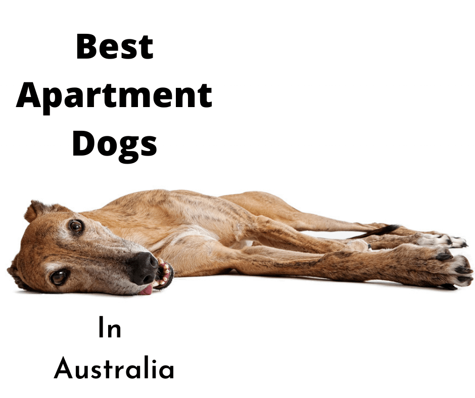 Lazy Greyhound Apartment Dog