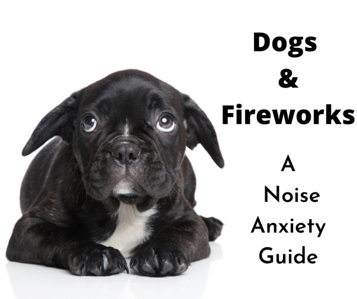 French Bulldog puppy worried about a loud noise