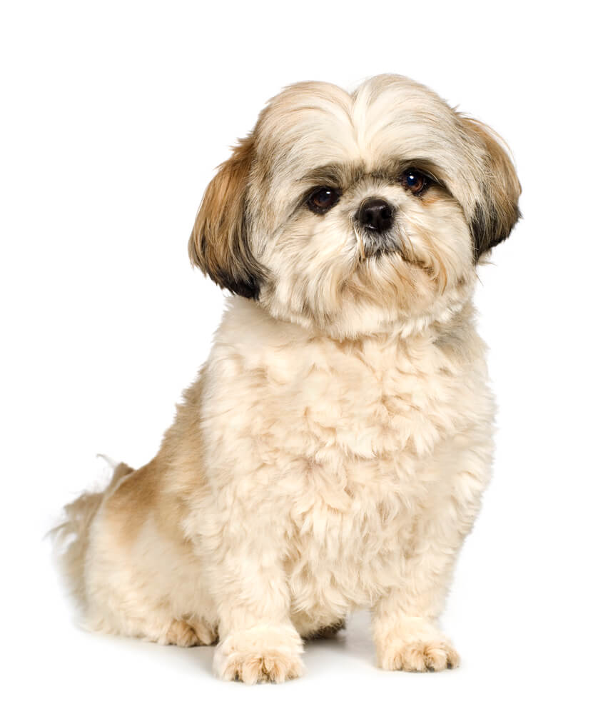 Shih Tzu
