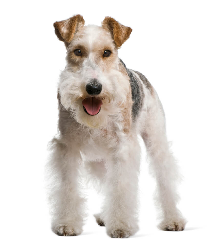 Miniature Fox Terrier