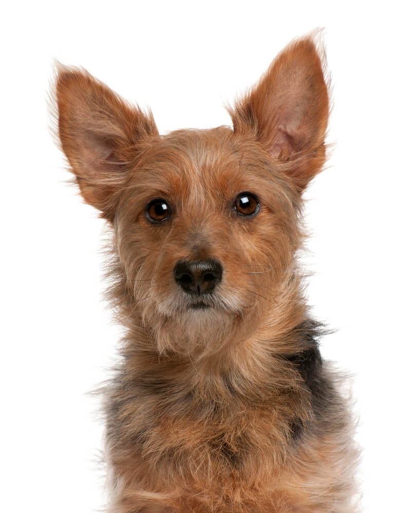 Australian Terrier