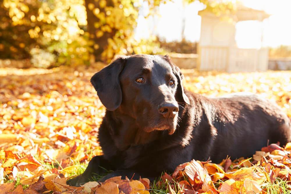 Black Labrador
