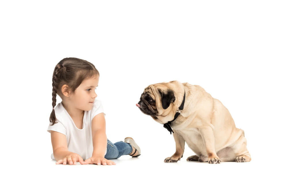 Young girl about to be licked by a pug dog.