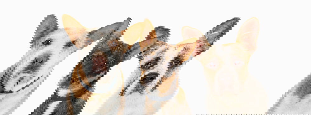 Three mix breed dogs