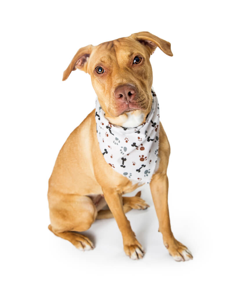Dog wearing a bandana