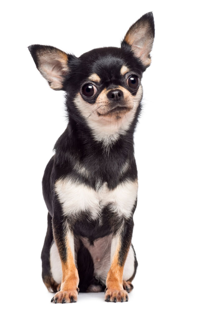 Chihuahua