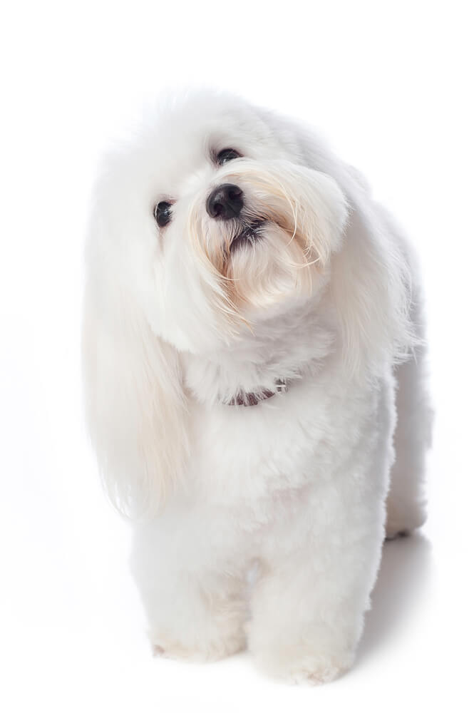 Coton de Tulear