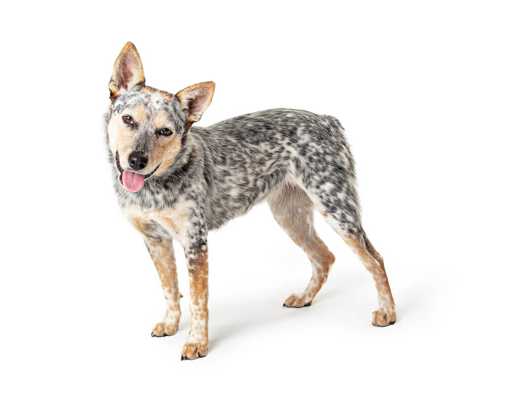 Australian Cattle Dog