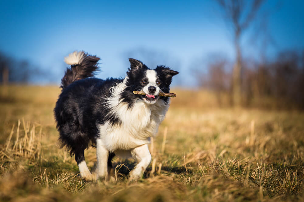border collie Border collie with a stick