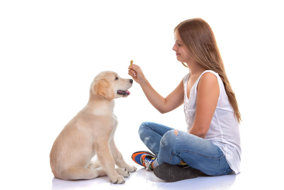 Young girl training a Labrador puppy