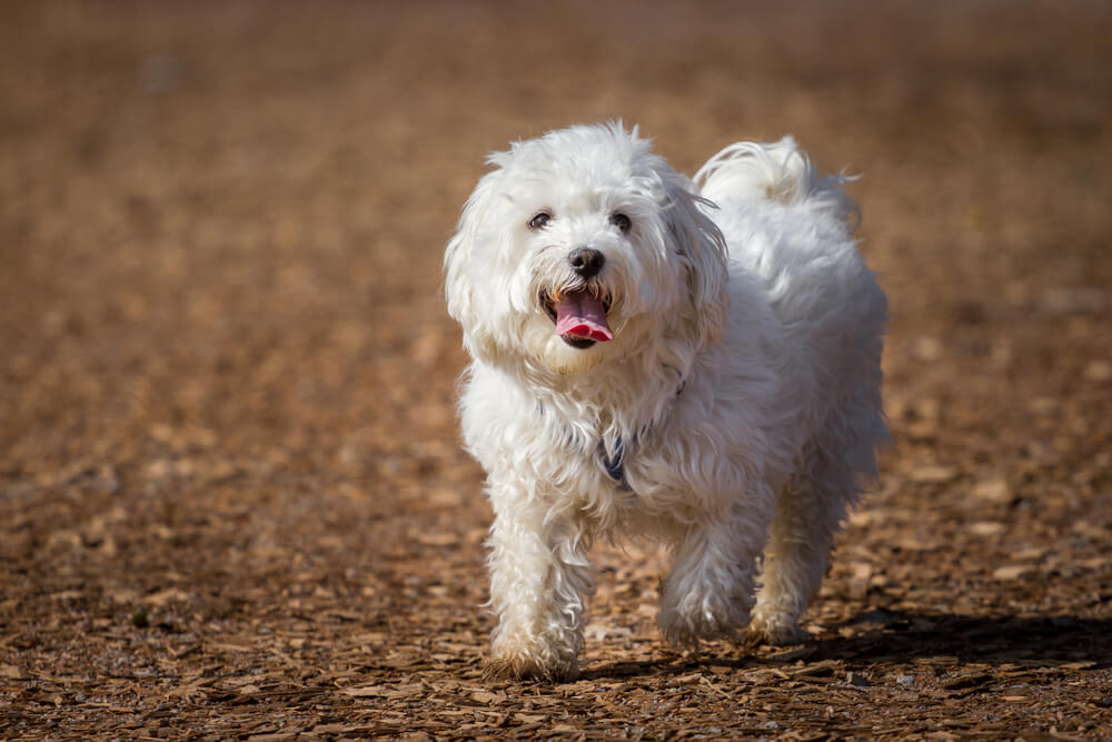 Maltese
