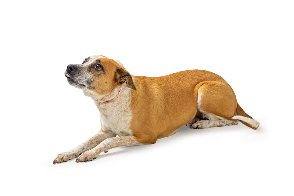 Scared shy rescue dog lying down