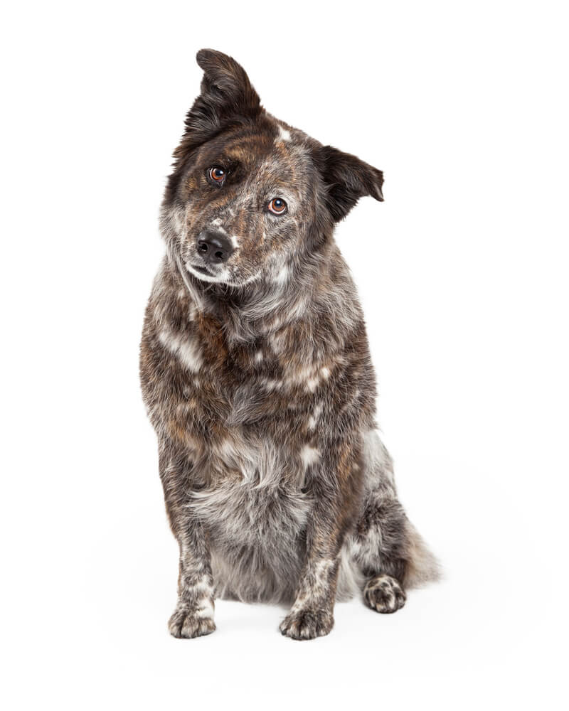 Dog DNA Test Gift for a mix breed Border Collie