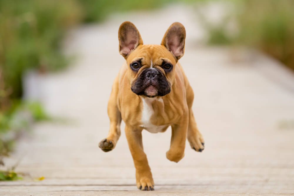 Running French Bulldog