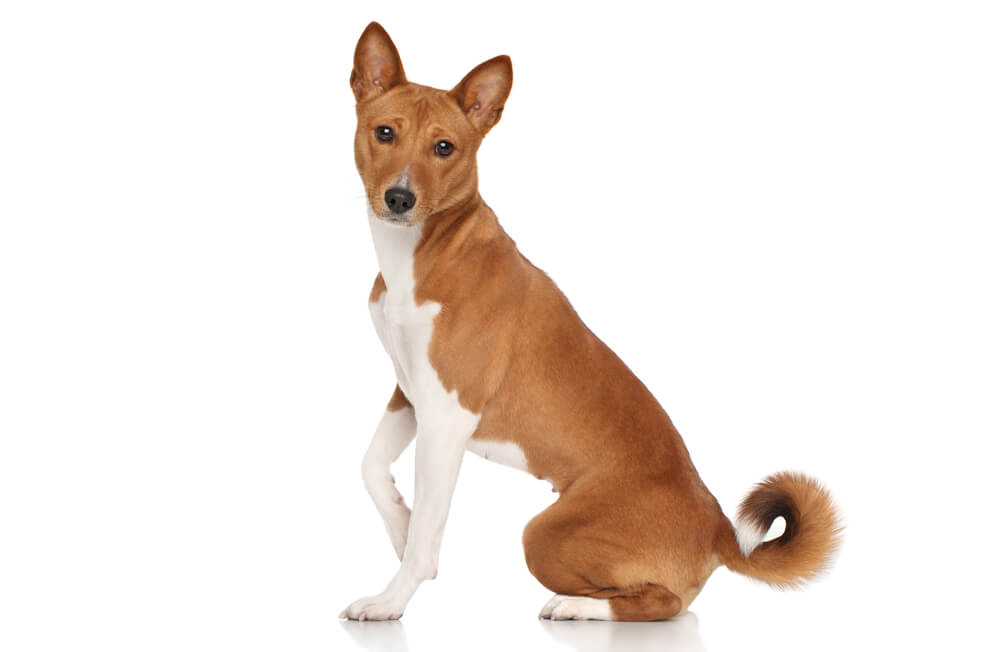 Basenji