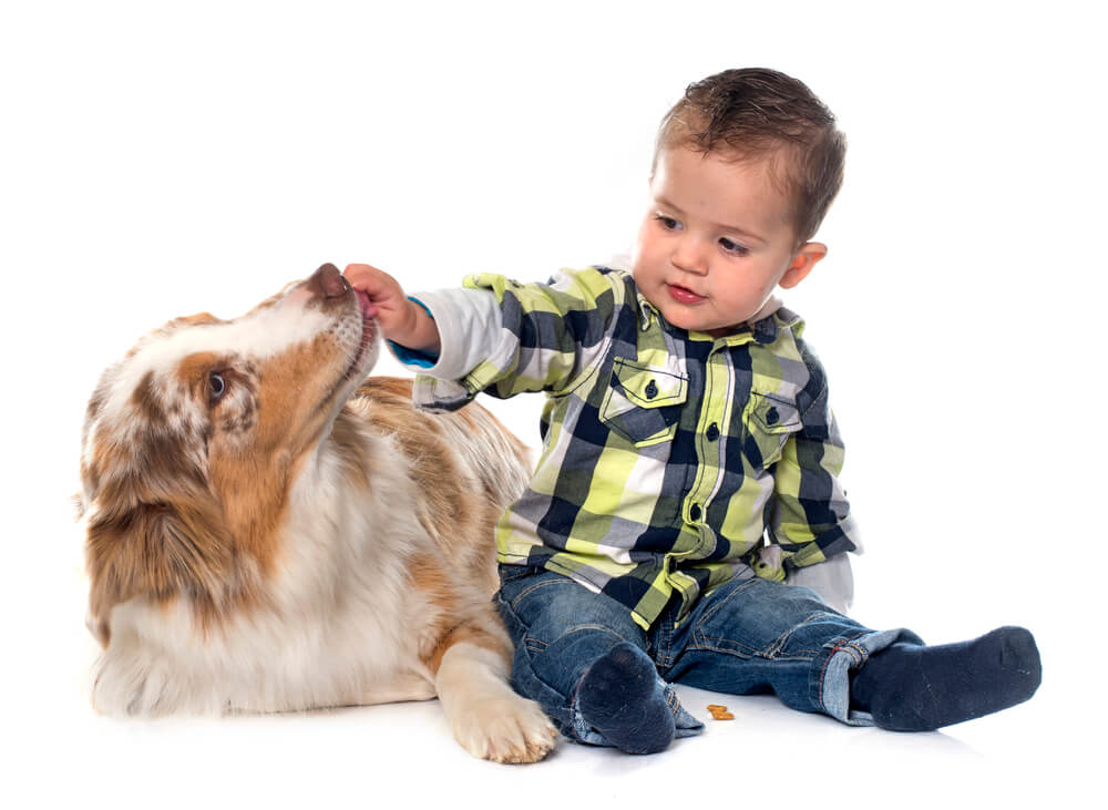 Little boy giving an Australian Shepherd a treat.